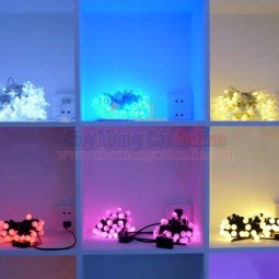 Đèn LED dây 5m 50 bóng tròn