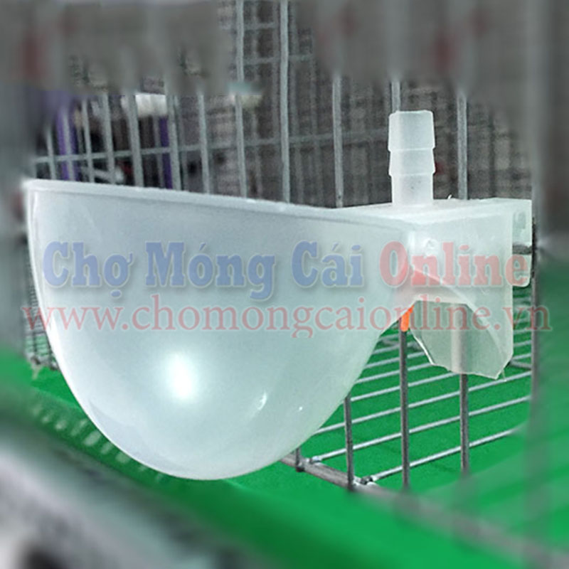 Mang nuoc tu dong cho chim bo cau TBNN018 1