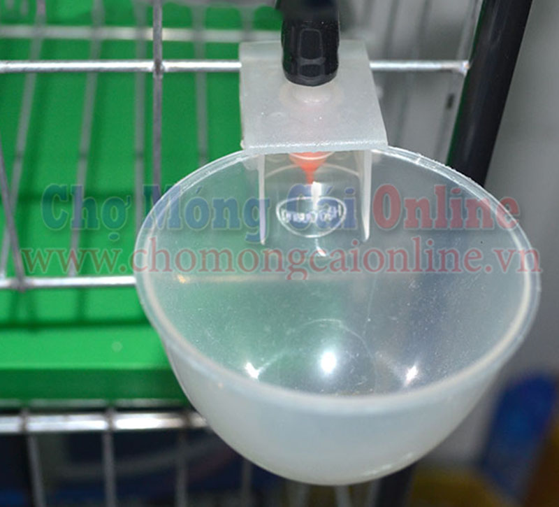 Mang nuoc tu dong cho chim bo cau TBNN018 2